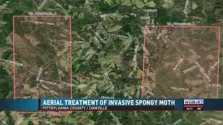 Aerial Treatment Underway Against Spongy Moth