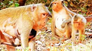 Amazing Ruby monkey with group, she is not friendly today
