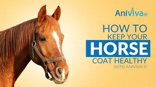 Horse Coat Care:  Tips on how to keep your horse's coat healthy and itch-free