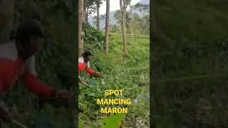 SPOT MANCING MARON