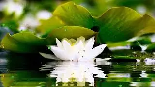 2 HOURS of BEST Buddha Meditation Song &hearts; Buddhism Music, Buddhist Songs, Zen Music, Yoga