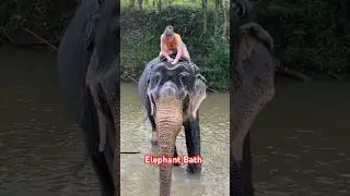 Elephant Bath 🇱🇰❤️ #srilanka #srilankatourism #srilankatravel #tourguide #visitsrilanka