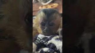 The Cutest Baby Capuchin