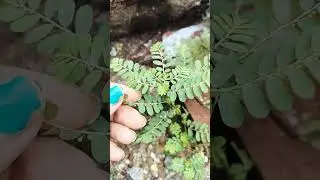 भूमि आंवला || Medicinal Plant #भूमिआंवला #trending #theplantpassion #meditional #diebetes #shorts