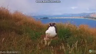 Avian parenting on display for the world to see