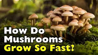 How Do Mushrooms Grow Overnight? [ID0628]