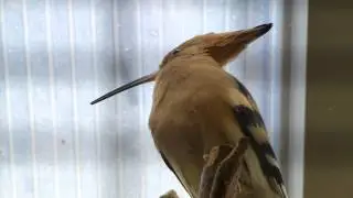 Hoopoe calling