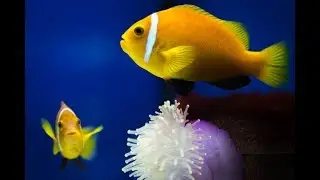 Maldivian Clownfish (Amphiprion nigripes) breeding programme