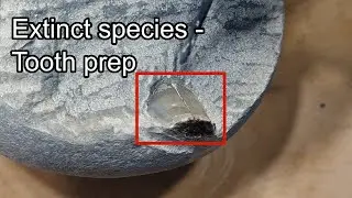 Fossil shark tooth? Let's find out!