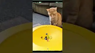 Cat bonitinho #memepet