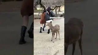 Screaming & Running! Deer Shocked the Tourist Girl! 🏃&zwj;♀️😱🦌 #🔥 #🤣 #narapark #japan #rare  #animals