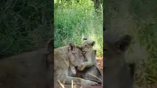 A Lioness Resting With Her 2 Cubs (Sound Of Safari)