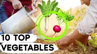 Fantastic Top 10 Easy To Grow Vegetables For Beginners