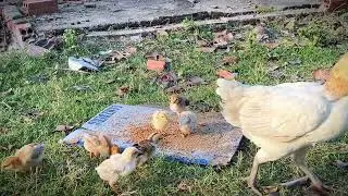 Mother hen feeding her baby #birds #farmlife #wildgeese #animals #nature wildlife 