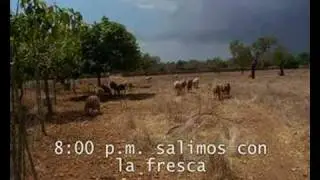 La oveja mallorquina
