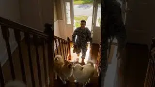 🥰 Two fluff balls tumble down stairs for endless giggles #cute #pets #funny