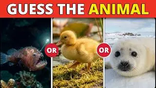 Guess the Animal Quiz in 3 Seconds | 1&ndash;4 Levels | Easy, Medium, Hard, Impossible | Funny Quiz