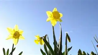 March 2020 Early Spring Flowers / What&acute;s blooming in Prague / Central Europe