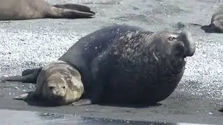 Elephant Seals on South Georgia