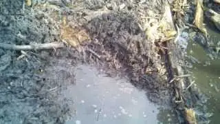 Strange Insect Behavior