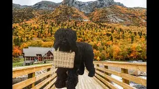 Grand Champion Trick Dog  Title Submission Video BRT Meera