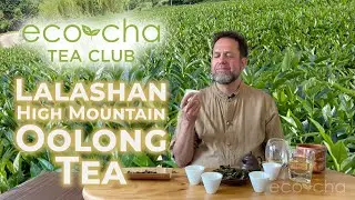 Eco-Cha Tea Club: 103 - Lalashan High Mountain Oolong Tea | Eco-Cha Teas