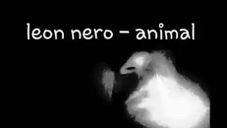 Leon nero - animal