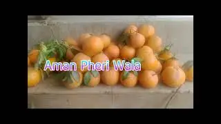 Kino Malte 100 Rope kilo by Aman Pheri Wala 