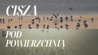 Cisza pod powierzchnią - dlaczego nie ma ryb w jeziorze Drwęckim w Ostródzie?