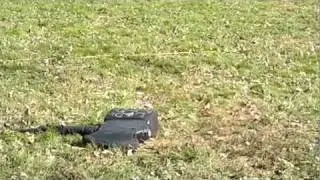 dragon and scorpion battle and necromancer battle.mp4