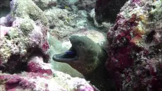 05 Diving in the Maldives, Mathiveri -  February 2016