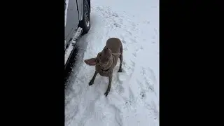 Spring snow ❄️ = trail hike with the dogs. #weimaraner #doghiking #springsnow