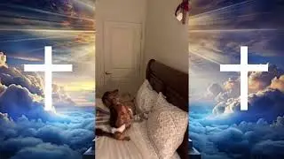 (A MIRACLE Moment Capture)...THIS Dachshund Saw SOMETHING We Couldn't See!