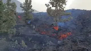 LAVA LOBE Advances to Burn Tree, *Tajogaite Volcano*, La Palma, December 1st 2012