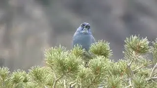 Pinyon Jay (1/23/2026)