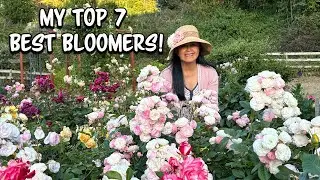 Top 7 Best Looking and Best Blooming Roses From My Garden! My Pick!
