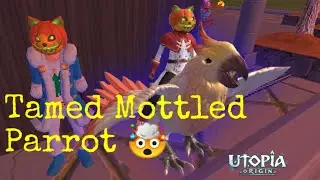Utopia origin : Taming Mottled Parrot