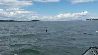 Sunfish in Muscle Ridge Channel 2022-08-14