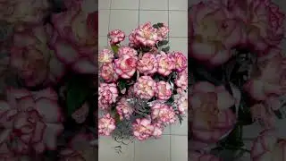 Розы с доставкой Сочи Moon Flowers