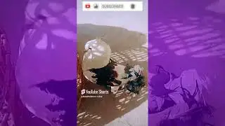 Stunning Black & White Pigeon 🕊️ | A Serene Feathered Beauty #PigeonVideos #MajesticPigeon