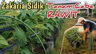 Zakaria Sidik Tanam Cabe Rawit Menggunakan Tekhnologi Ajir Pertanian Jepang @PT.CakraBhaktiAgroIndustri