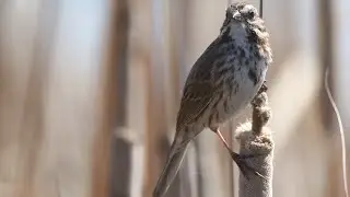 Song Sparrow Singing