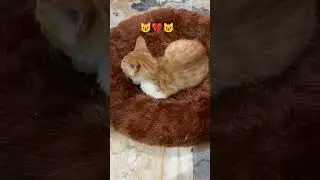 Noa..#trending #cat #petcareprovider #catcare #catlove #catshort #animals #dogloversdog