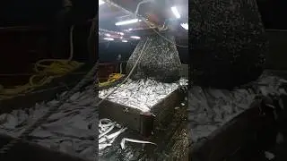 Trawl fishing # fishermen fishing # pomfret # hairtail