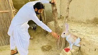 Rabbits Attack on me | Rabbit na hamla kar diya | Apna Dihat