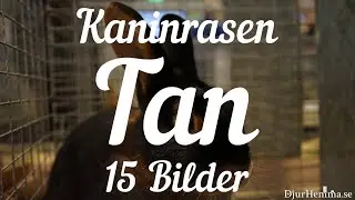 Kaninrasen Tan - 15 Bilder