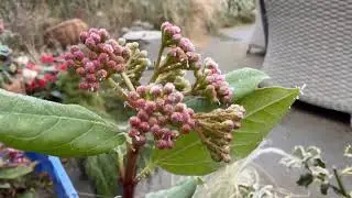 Frosty Morning Garden Tour // January 2025