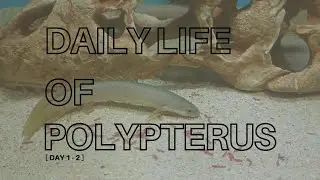 DAILY LIFE OF POLYPTERUS | DAY 1 - 2