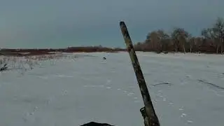 Ringneck Down