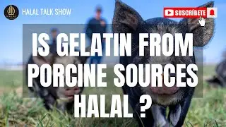 Is Gelatin from Porcine Sources Halal? | Halal or Haram Explained | #gelatine #PorcineGelatin